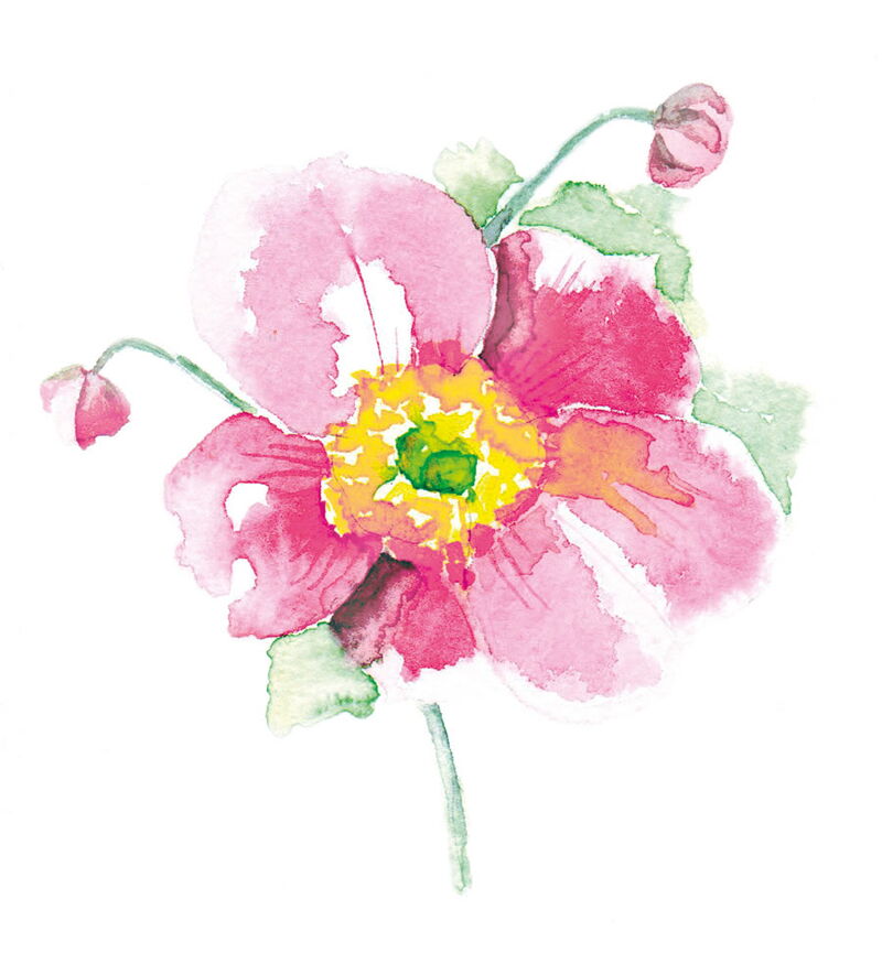 Herbstanemone, Bluete, Aquarell