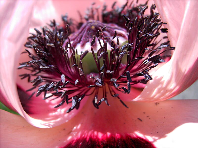 Mohnblüte