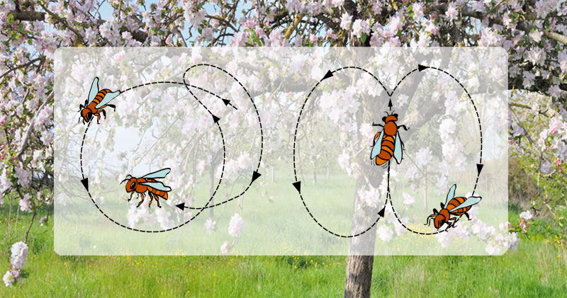 Illustration Vektoren, Schwänzeltanz der Bienen, NABU