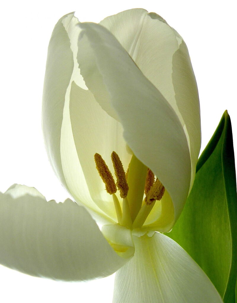 Tulpe