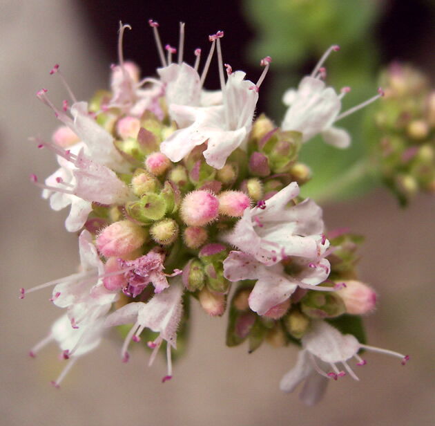 Oregano Blüte