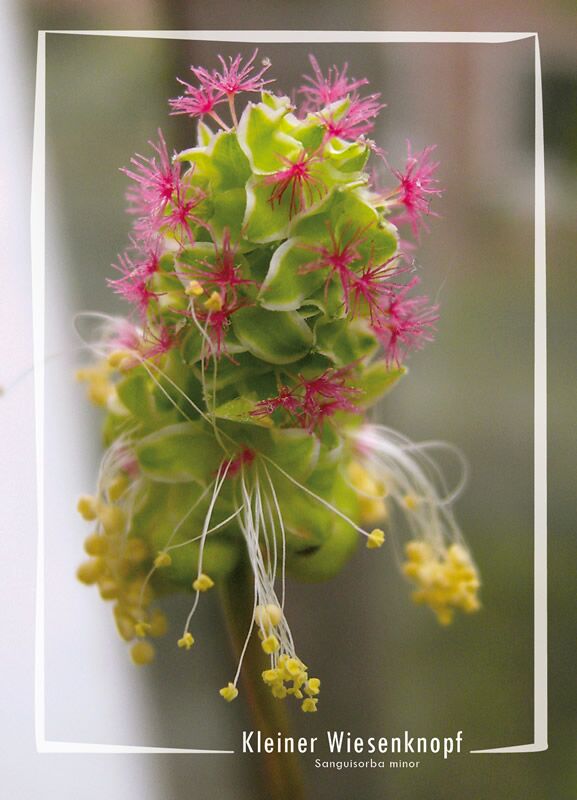 Postkartenprojekt, Makrofotografie "Kleiner Wiesenknopf" Sanguisorba Minor